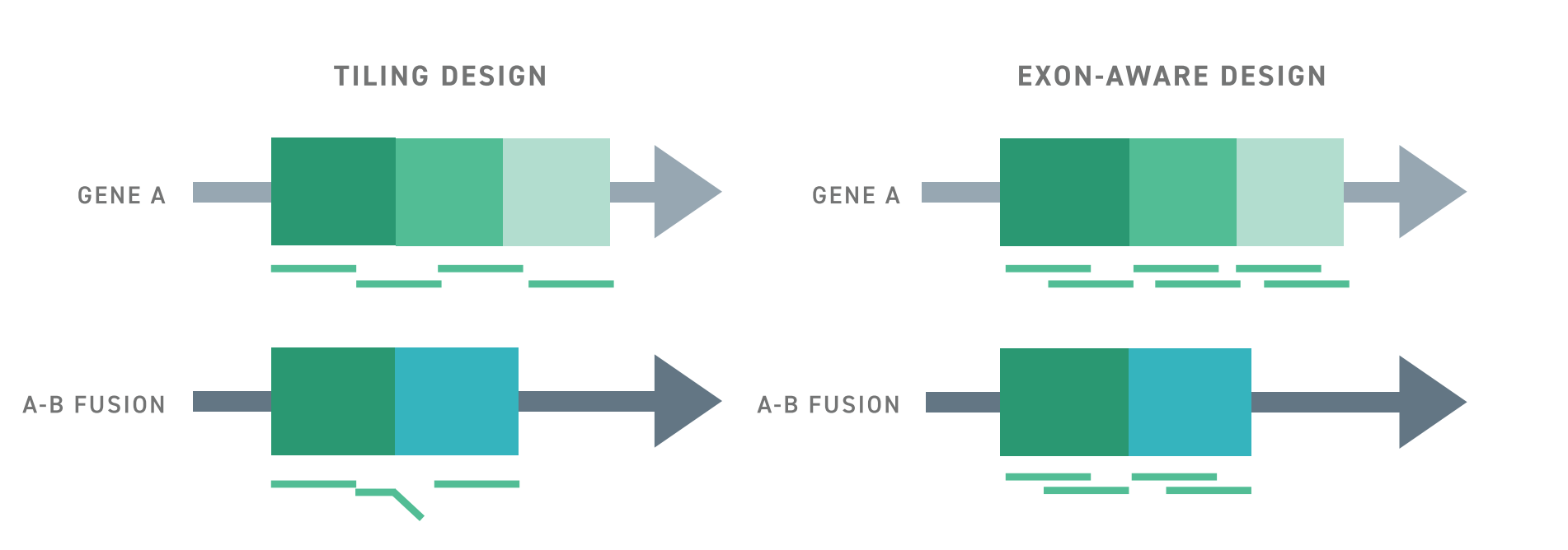 Cartoon showing how Twist's exon aware probe design positions capture probes within the bounds of exons, relative to other designs that place capture probes in exon-spanning junctinos. 